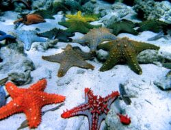 Pengertian Tubuh Bintang Laut Menurut Para Ahli, Apakah Benar Seluruh Tubuh Bintang Laut adalah Kepala?