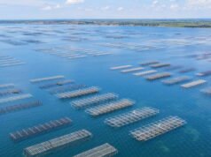 Herault. Penjualan tiram, kerang, dan kerang dari Etang de Thau dihentikan karena virus