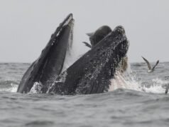 Tidak biasa. Paus bungkuk, naga jurang, jaring laba-laba raksasa… hewan-hewan inilah yang menggetarkan kita di tahun 2025