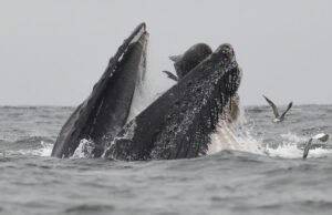 Tidak biasa. Paus bungkuk, naga jurang, jaring laba-laba raksasa… hewan-hewan inilah yang menggetarkan kita di tahun 2025