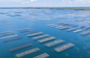 Herault. Penjualan tiram, kerang, dan kerang dari Etang de Thau dihentikan karena virus