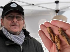 kami mencicipi jangkrik “Tuan Serangga” di Bantzenheim