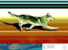 Anjing pelarian menyerbu acara Olimpiade Musim Dingin untuk mencuri perhatian setelah melarikan diri | Lainnya | Olahraga