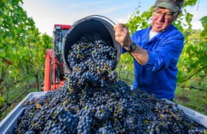 Pertanian. Parlemen Eropa mengesahkan rencana dukungan untuk sektor anggur