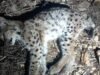 Raedersdorf. Lynx betina yang ditemukan mati di Alsatian Jura rupanya ditinggalkan oleh ibunya