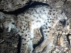 Raedersdorf. Lynx betina yang ditemukan mati di Alsatian Jura rupanya ditinggalkan oleh ibunya
