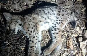 Raedersdorf. Lynx betina yang ditemukan mati di Alsatian Jura rupanya ditinggalkan oleh ibunya