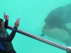 dokter hewan memperingatkan tentang keadaan cekungan orca, yang sudah rusak