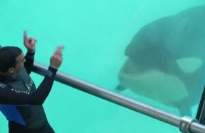 dokter hewan memperingatkan tentang keadaan cekungan orca, yang sudah rusak