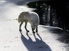 Haute-Marne. Penembakan akan diizinkan pada serigala yang menyerang peternakan yang tidak dilindungi
