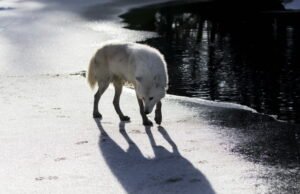 Haute-Marne. Penembakan akan diizinkan pada serigala yang menyerang peternakan yang tidak dilindungi