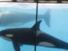 Hewan. Kemungkinan perpindahan orca dari Marineland Antibes ke Spanyol