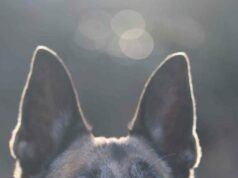 berusia 7 tahun, anjing Malinois Kaptan telah menunggu keluarga barunya selama beberapa bulan