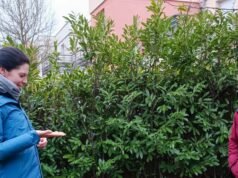 Strasbourg. Di Stockfeld, dia mengajari pemiliknya berbicara dengan anjing