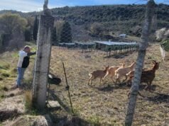 Ardeche. “Menyakiti hewan adalah hal yang tak tertahankan”: apakah selusin kambing diracun?
