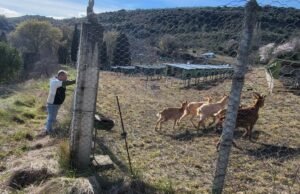 Ardeche. “Menyakiti hewan adalah hal yang tak tertahankan”: apakah selusin kambing diracun?
