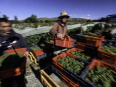 “Panen yang memalukan”: perdagangan manusia diakui di tingkat banding