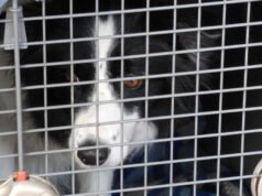 Setelah kontroversi mengenai hewan peliharaan terlantar di Timur Tengah, orang Prancis berhak mendapatkan pengecualian