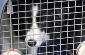 Setelah kontroversi mengenai hewan peliharaan terlantar di Timur Tengah, orang Prancis berhak mendapatkan pengecualian