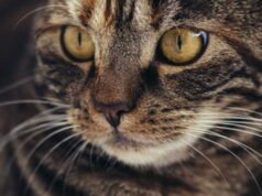 Dia berisiko terkena denda 300.000 euro karena mengadopsi kucing dari Tunisia