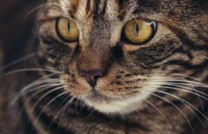 Dia berisiko terkena denda 300.000 euro karena mengadopsi kucing dari Tunisia