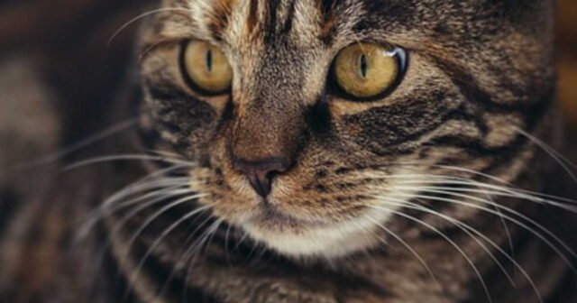 il-risque-300-000-euros-d-amende-pour-avoir-adopte-un-chat-venu-de-tunisie.jpg
