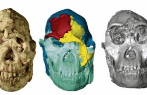 Little Foot: wajah Australopithecus berusia 3,6 juta tahun ini akhirnya direkonstruksi