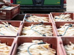 Tahukah kamu. Kota Alsatia manakah yang dianggap sebagai ibu kota asparagus?