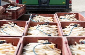 Tahukah kamu. Kota Alsatia manakah yang dianggap sebagai ibu kota asparagus?