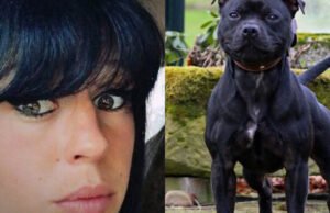 bagaimana profil Curtis, si pitbull yang diduga membunuh majikannya?