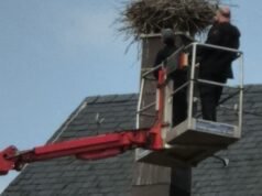 Niedernai. Sarang bangau telah dihapus: kegembiraan, tetapi pemerintah kota memiliki hak, kata PUT