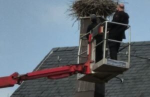 Niedernai. Sarang bangau telah dihapus: kegembiraan, tetapi pemerintah kota memiliki hak, kata PUT