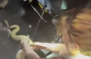 AMERIKA SERIKAT. “Ini pertama kalinya”: seekor ular piton tersangkut di dashboard mobil