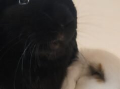 ditinggalkan pada tahun 2025, Rosé dan Choucroute, sepasang ibu-anak kelinci, menunggu keluarga baru mereka