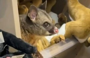 Tidak biasa. Kejutan di antara mainannya: seekor opossum liar bersembunyi di boneka binatang di sebuah toko