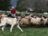 juga. Lahir di antara domba, anjing pelindung dari serigala