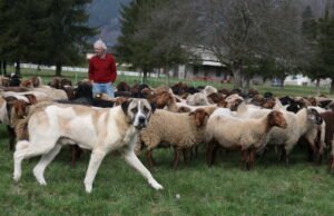 juga. Lahir di antara domba, anjing pelindung dari serigala