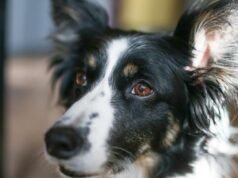 823 hewan diselamatkan, termasuk 237 anak anjing dan anjing