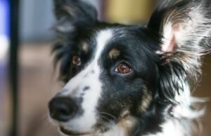 823 hewan diselamatkan, termasuk 237 anak anjing dan anjing