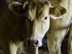 L214 mengajukan pengaduan terhadap rumah jagal di Martinik