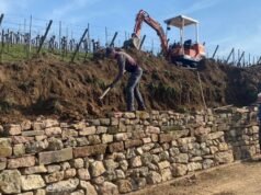 Rosenwiller. Para petani anggur dan pemerintah kota merenovasi dinding batu kering di kebun anggur