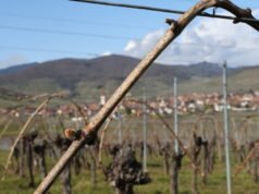 kekhawatiran yang nyata di kalangan petani anggur