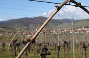 kekhawatiran yang nyata di kalangan petani anggur