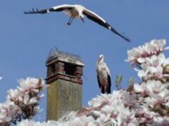 Tayangan slide. Seminggu terakhir dilihat oleh fotografer kami