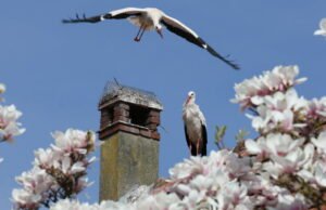 Tayangan slide. Seminggu terakhir dilihat oleh fotografer kami