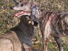 Barathalten. Seekor rusa muda diserang oleh tiga anjing: keluhan terhadap pemiliknya