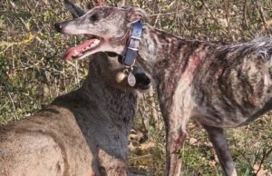 Barathalten. Seekor rusa muda diserang oleh tiga anjing: keluhan terhadap pemiliknya