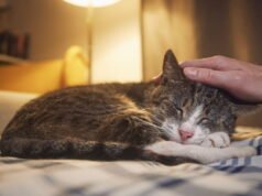 Hewan. Mengapa kucing saya mengeong di malam hari dan apa yang dapat saya lakukan?