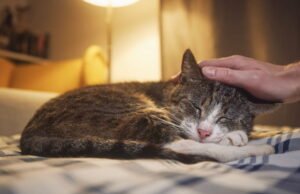 Hewan. Mengapa kucing saya mengeong di malam hari dan apa yang dapat saya lakukan?