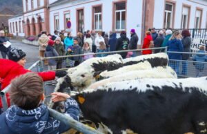 Moosh. Lima ekor sapi dara mendaftar ke taman kanak-kanak untuk melaporkan ancaman penutupan kelas